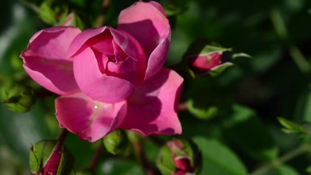 Una Rosa Una Planta Leñosa Perenne Del Género Rosa Perteneciente — Vídeos de Stock