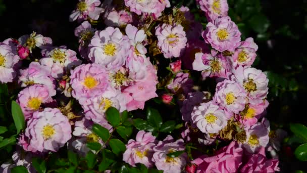 Rose Woody Perennial Flowering Plant Genus Rosa Family Rosaceae — Stock Video