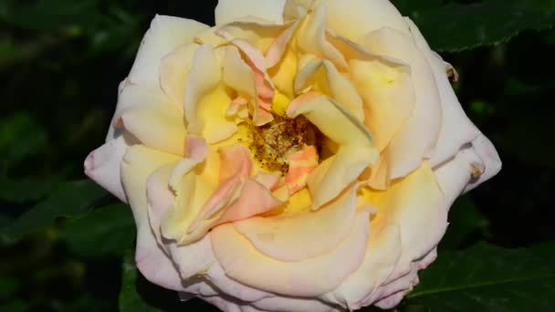 Une Rose Est Une Plante Ligneuse Vivace Fleurs Genre Rosa — Video