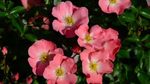 Róża Jest Drzewiastą Wieloletnią Rośliną Kwitnącą Rodzaju Rosa Rodzinie Rosaceae — Wideo stockowe