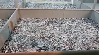Trabzon Denizi 'nde bir balıkçı teknesinde ançüez balıkçılığı