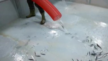 Trabzon Denizi 'nde bir balıkçı teknesinde ançüez balıkçılığı