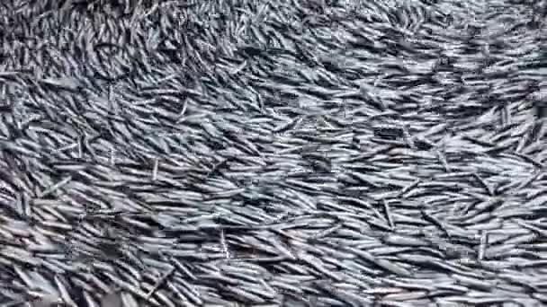 Pesca Anchoa Barco Pesquero Mar Negro Trabzon — Vídeos de Stock