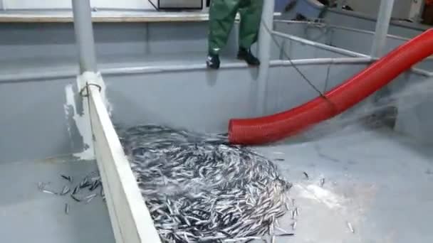 Pesca Anchoa Barco Pesquero Mar Negro Trabzon — Vídeos de Stock