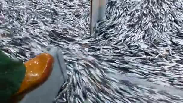 Pesca Anchoa Barco Pesquero Mar Negro Trabzon — Vídeo de stock