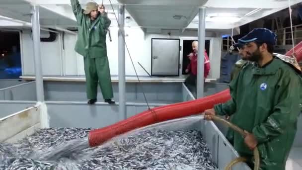 Rybaření Sardele Obecné Rybářskou Lodí Černém Moři Trabzonu — Stock video