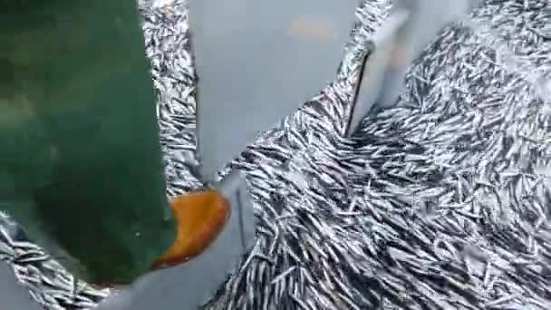 Ansjovis Vissen Met Een Vissersboot Zwarte Zee Van Trabzon — Stockvideo