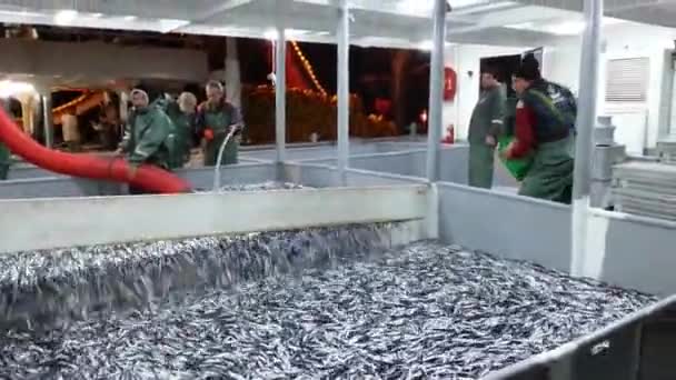 Рыбалка Анчоусах Рыбацком Судне Черном Море Трабзона — стоковое видео