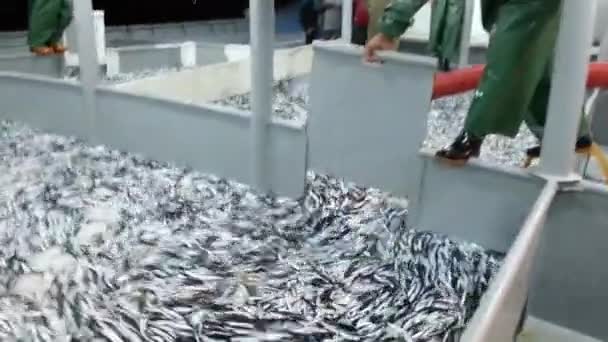 Pesca Anchoa Barco Pesquero Mar Negro Trabzon — Vídeos de Stock