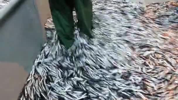 Pesca Anchoa Barco Pesquero Mar Negro Trabzon — Vídeo de stock