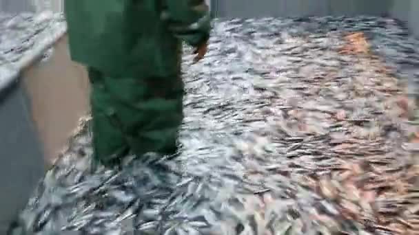 Pesca Anchoa Barco Pesquero Mar Negro Trabzon — Vídeos de Stock