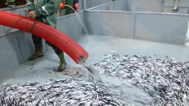 Риболовля Анхові Риболовецькому Човні Чорному Морі Трабзона — стокове відео