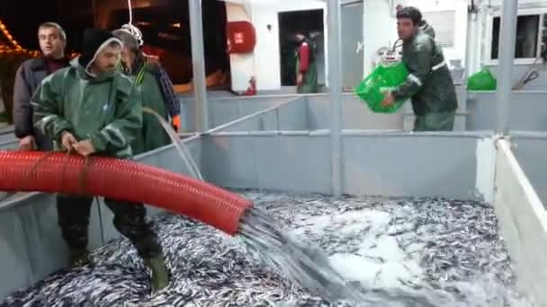 Pesca Anchoa Barco Pesquero Mar Negro Trabzon — Vídeos de Stock