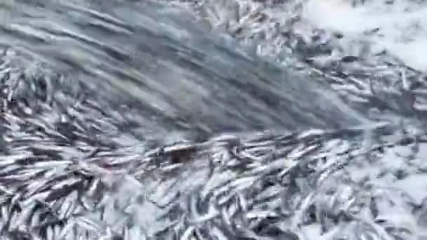 트라브존의흑 해에서 어선을 고기를 — 비디오