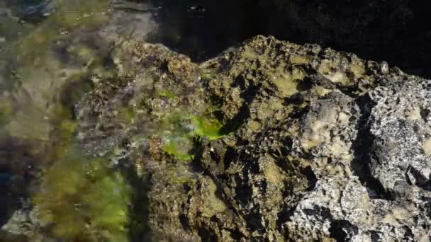 Ein Felsiger Strand Bezirk Kandira Der Provinz Kocaeli Türkei — Stockvideo