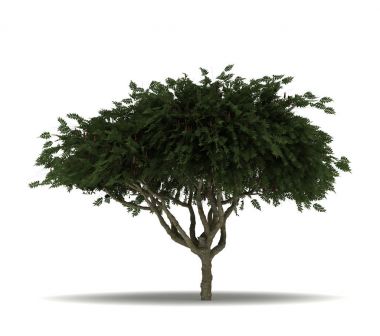 Tek Staghorn sumak ağaç