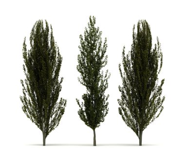 Üç kayın ağaçlarının