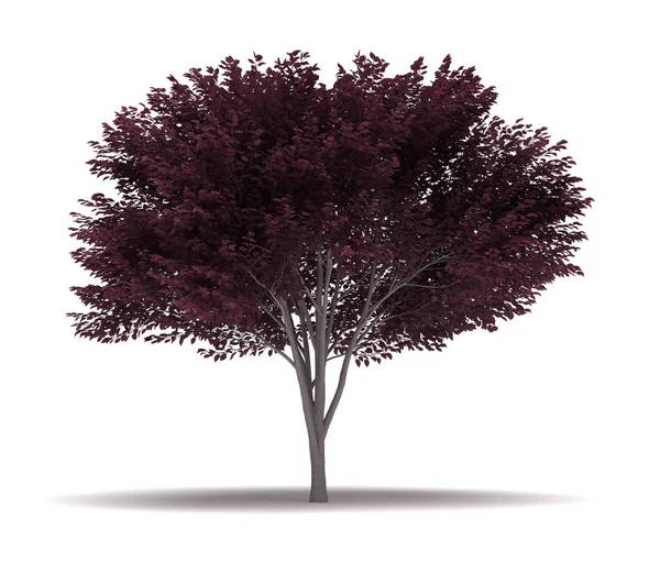 Одинокое цветущее сливовое дерево — стоковое фото