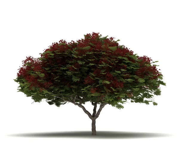 Płomień pojedyncze drzewa — Zdjęcie stockowe