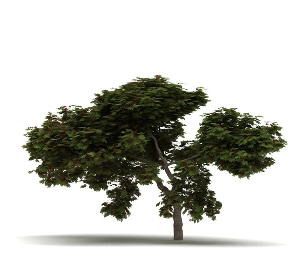 Płomień pojedyncze drzewa — Zdjęcie stockowe