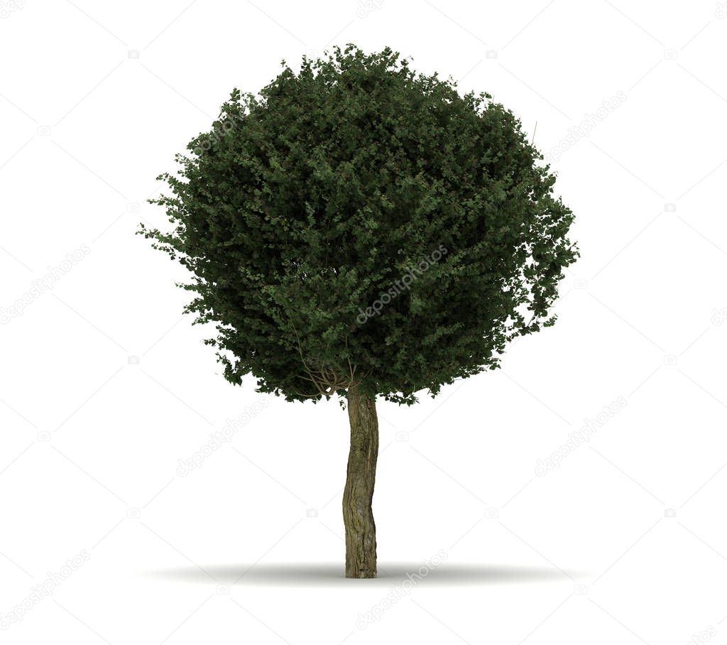 Single Crataegus Laevigata Tree