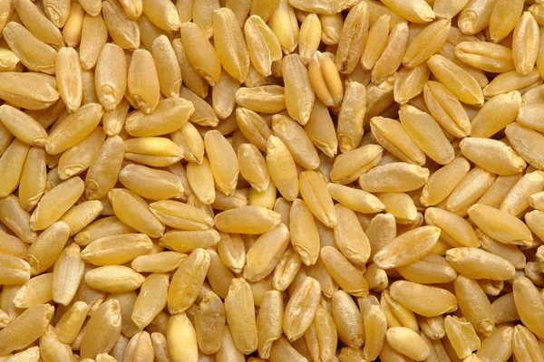 小麦籽粒纹理 — 图库照片