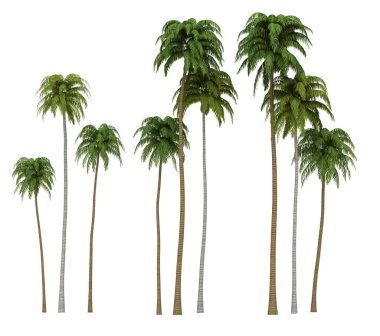 Hindistan cevizi palmiyeleri