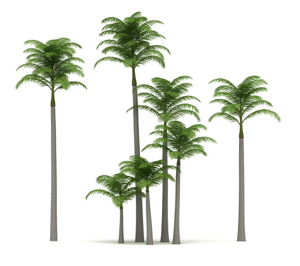 Alexander Palm Trees — Stock Photo, Image