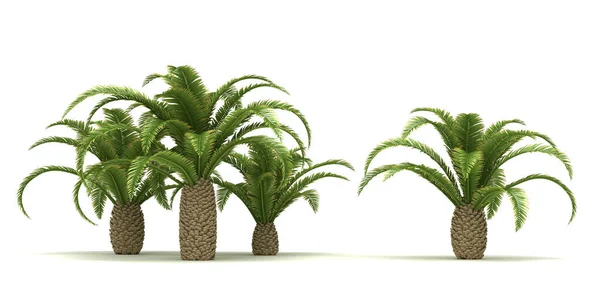 Канарские пальмовые деревья — стоковое фото