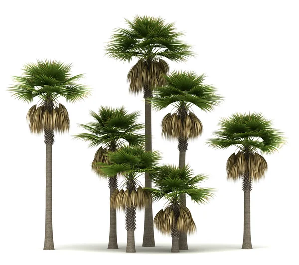 Sabal Palm Trees — Stock fotografie