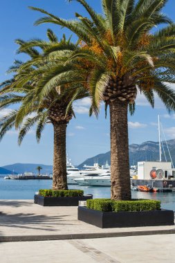 Karadağ, güneşli bir günde tropikal ağaçlarla dolu bir marinada tatil yapıyor