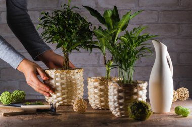 Ev bahçesi kavramı. Kız bezelyeyle bezelyeyi masaya koyar..