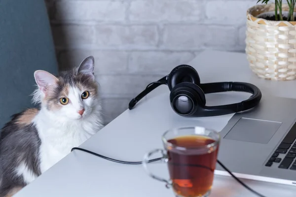 Concept paresseux sur le travail chat près d'un ordinateur portable casque de bureau à domicile usine — Photo