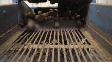 Sebze patatesleri büyük bir fabrika taşıyıcısında ayıklama bandında hasatta.