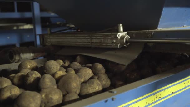 蔬菜马铃薯在一家大工厂的分拣带上运送收获物 — 图库视频影像