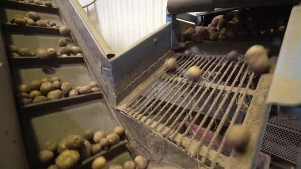 大工場の選別ベルトに野菜ジャガイモが収穫を運び — ストック動画