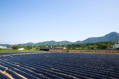 pirinç tarlası Sangju-si, Güney Kore.