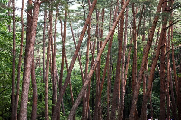 Mungyeongsaejae Pass Een Cultureel Bezit Van Joseon Dynastie Korea — Stockfoto