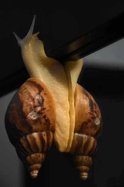 叶卡捷琳堡 在家里拍的照片 阿哈廷蜗牛爬在镜子边 — 图库照片