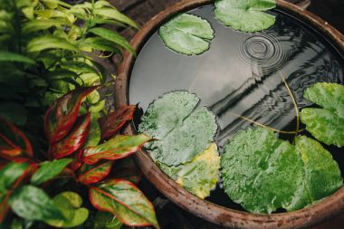 yakından görmek güzel yeşil yaprakları su, Bangkok, Tayland