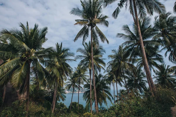 Palm trees — Stock Photo, Image