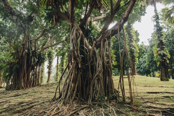 Árboles — Foto de Stock