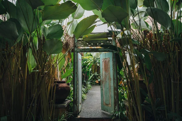 Plantas — Foto de Stock