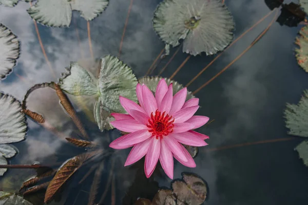 莲花 — 图库照片