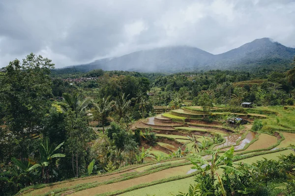 Tropicale — Foto Stock