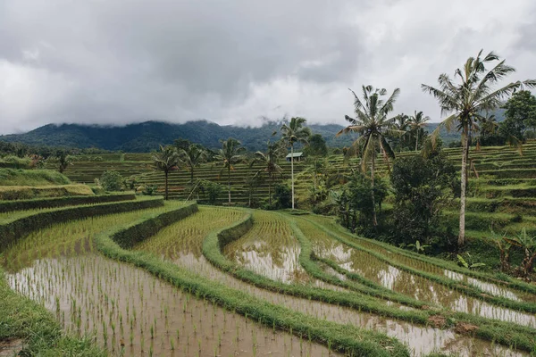 Terrazas de arroz — Foto de Stock