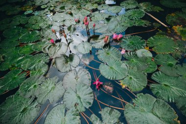 Lotus çiçekleri