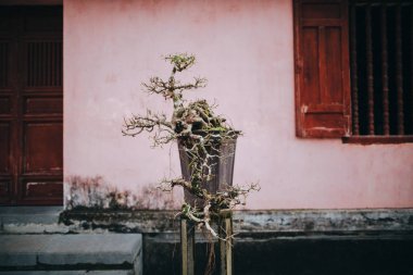 Bonsai Ağacı