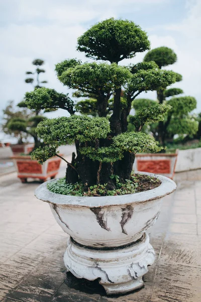 Árvore de Bonsai — Fotografia de Stock