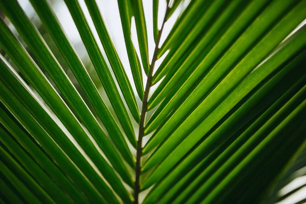 Verde — Fotografia de Stock